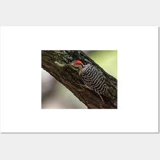 Ladder-Backed Woodpecker and Caterpillar Posters and Art